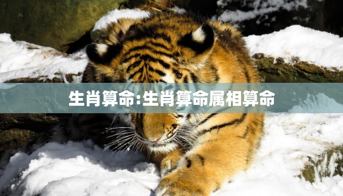 生肖算命:生肖算命属相算命